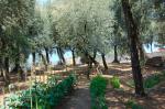 022-olive tree grove